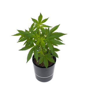 Mimosa