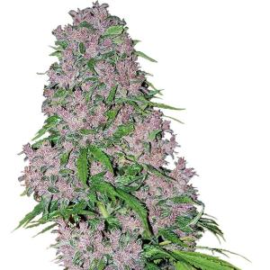 Purple Bud | Feminisiert