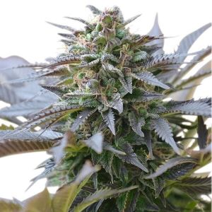 Blue Mystic Royal Queen Seeds