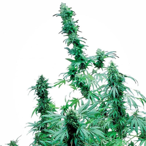 Early Skunk Feminisiert Sensi Seeds 