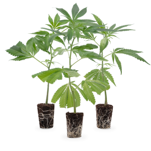 Super High Stecklinge Set