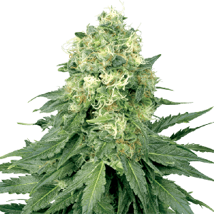 White Widow | Feminisiert