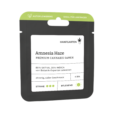 Amnesia Haze | Autoflowering