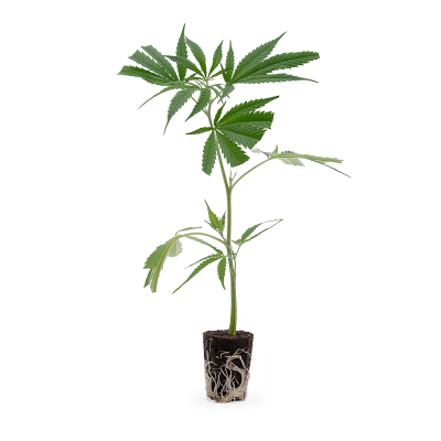 Bubba Kush Steckling 