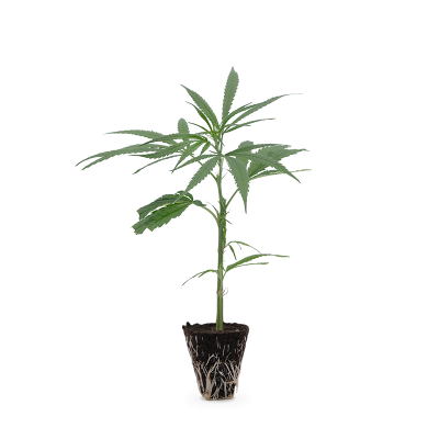 Super Silver Haze Steckling