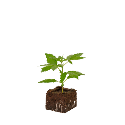 OG Kush Sämling Automatic