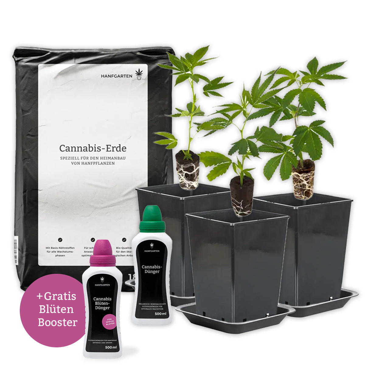 Cannabis-Anbau 