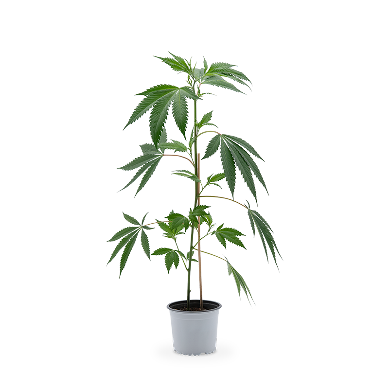 Mimosa EVO Pflanze 