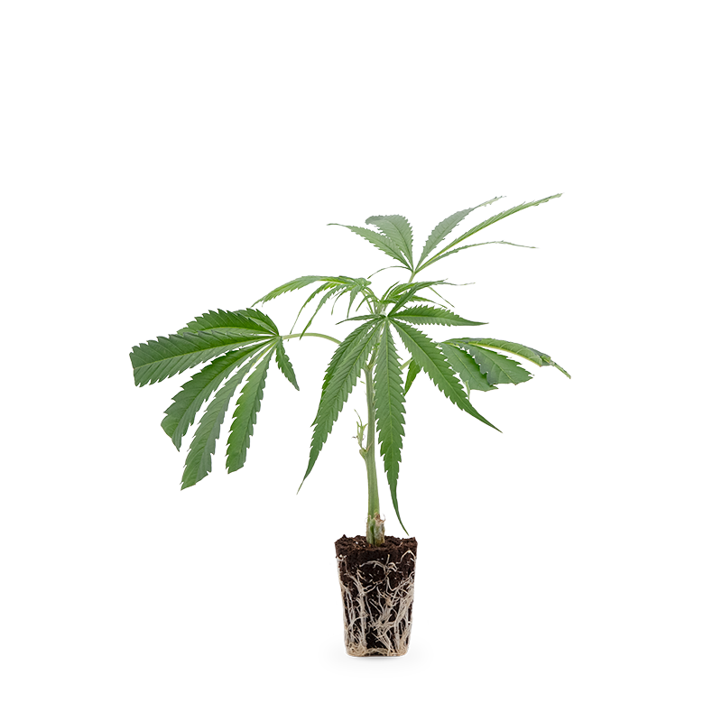 Cannalope Haze