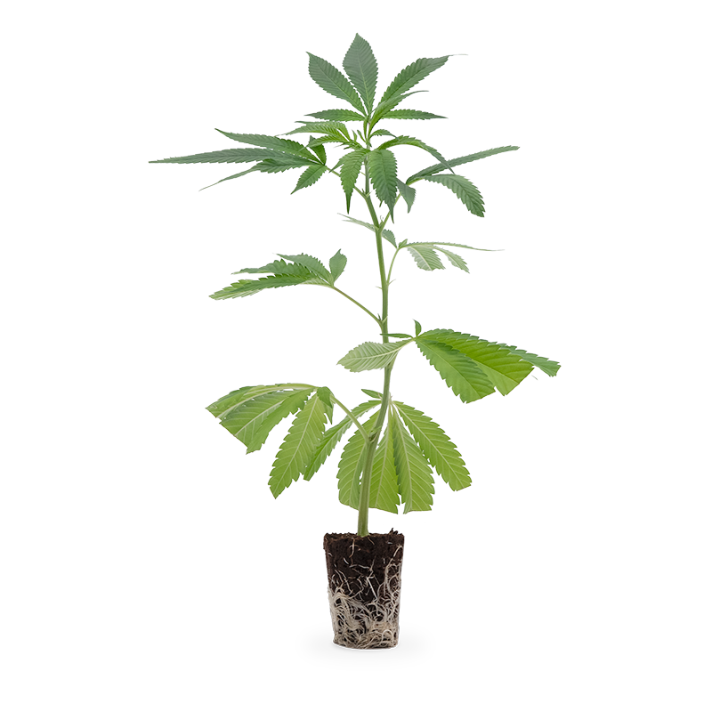 Mimosa EVO Steckling 