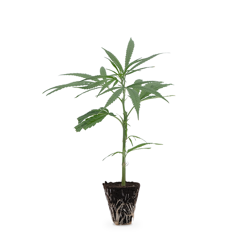 Super Silver Haze