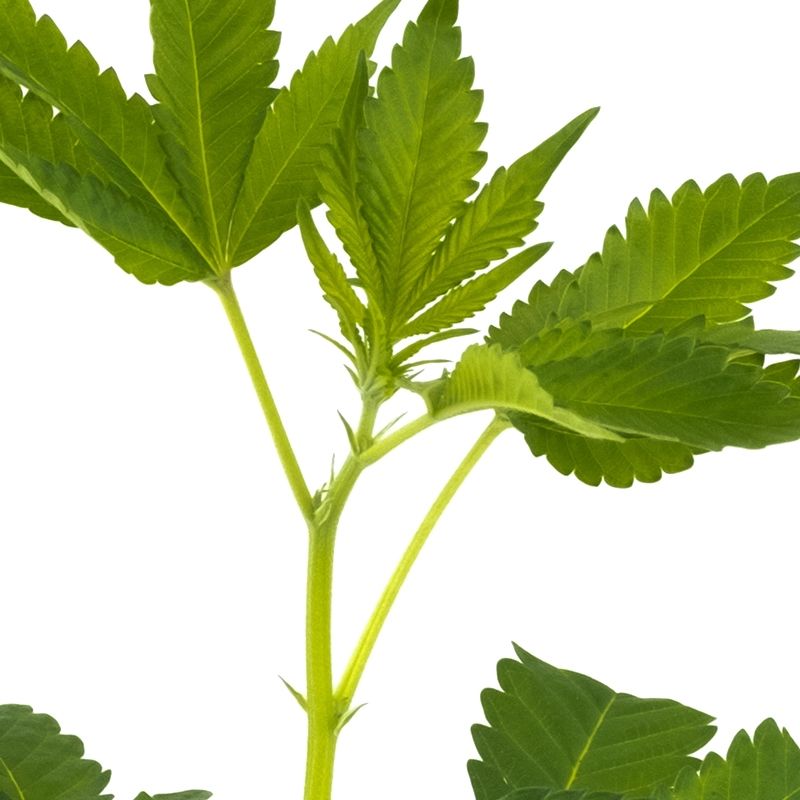 Nahaufnahme OG Kush Steckling