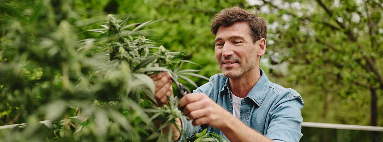Cannabis Re-Vegging verstehen: Ursachen, Symptome und Tipps zur Vermeidung