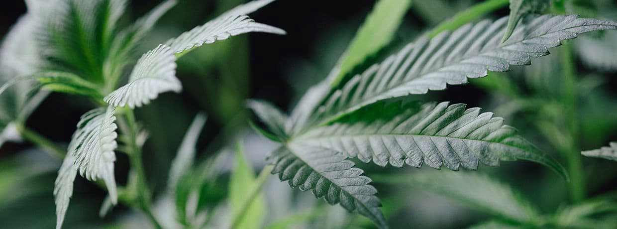 Gelbe und trockene Cannabis-Blätter? Ursachen & schnelle Hilfe