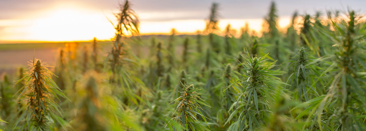 Unterschiede leicht erklärt: Cannabis Samen, Pflanzen, Stecklinge