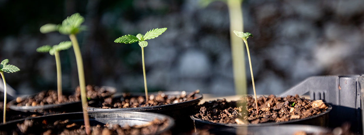 In-Vitro Vermehrung von Cannabis: Vorteile & Erklärung