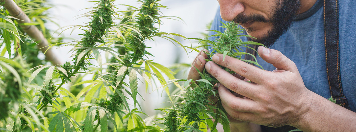 Terpene erklärt: So prägen sie Geruch, Geschmack und Effekte
