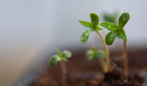Cannabis Keimlinge richtig pflegen: Tipps für Woche 1–3