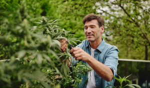 Cannabis Re-Vegging verstehen: Ursachen, Symptome und Tipps zur Vermeidung