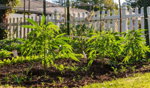 7 häufige Fehler beim Outdoor-Grow und wie Du Sie verhinderst