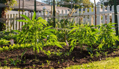 7 häufige Fehler beim Outdoor-Grow und wie Du Sie verhinderst