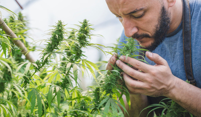 Terpene erklärt: So prägen sie Geruch, Geschmack und Effekte