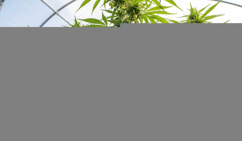 Cannabis-Zwitter: Ursachen erkennen und richtig handeln