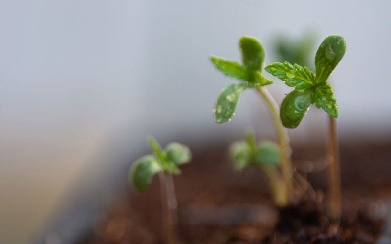 Cannabis Keimlinge richtig pflegen: Tipps für Woche 1–3