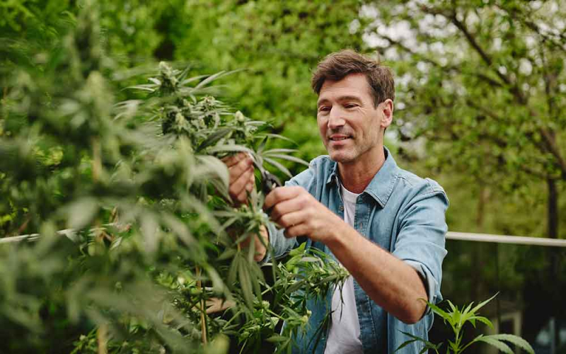 Cannabis Re-Vegging verstehen: Ursachen, Symptome und Tipps zur Vermeidung