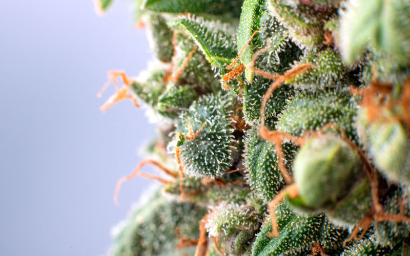 Größer & stärker: Moderne Cannabis-Trichome übertreffen Landrassen