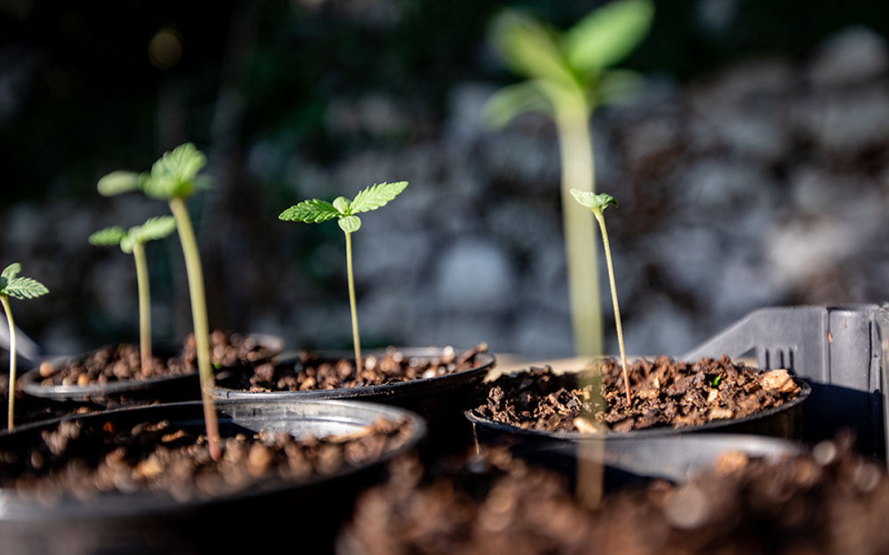 In-Vitro Vermehrung von Cannabis: Vorteile & Erklärung