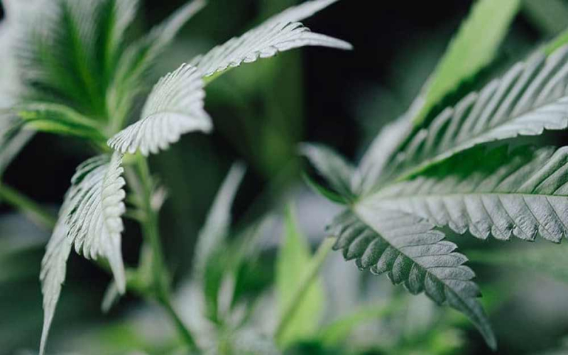 Diese Pflanzen vertragen sich mit Cannabis