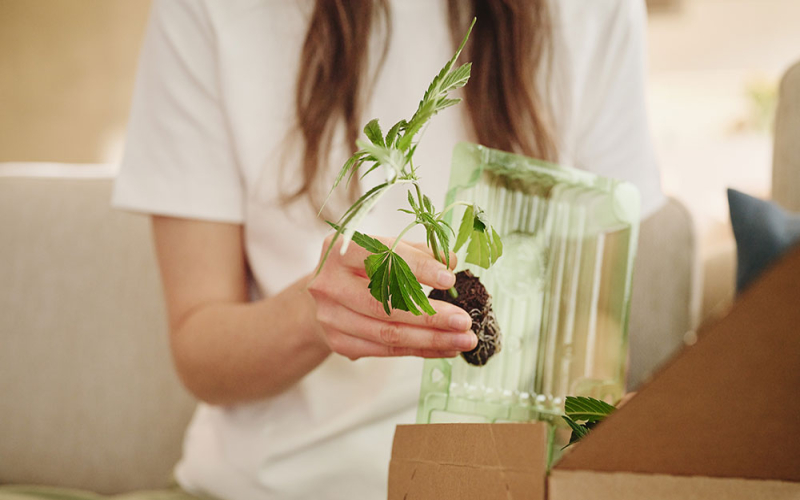 Grow-Favoriten 2026: Die 10 besten Cannabis-Stecklinge