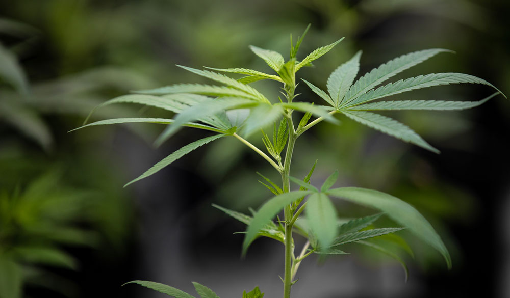 Cannabis-Vorblüte erklärt: Tipps, Merkmale & Pflege