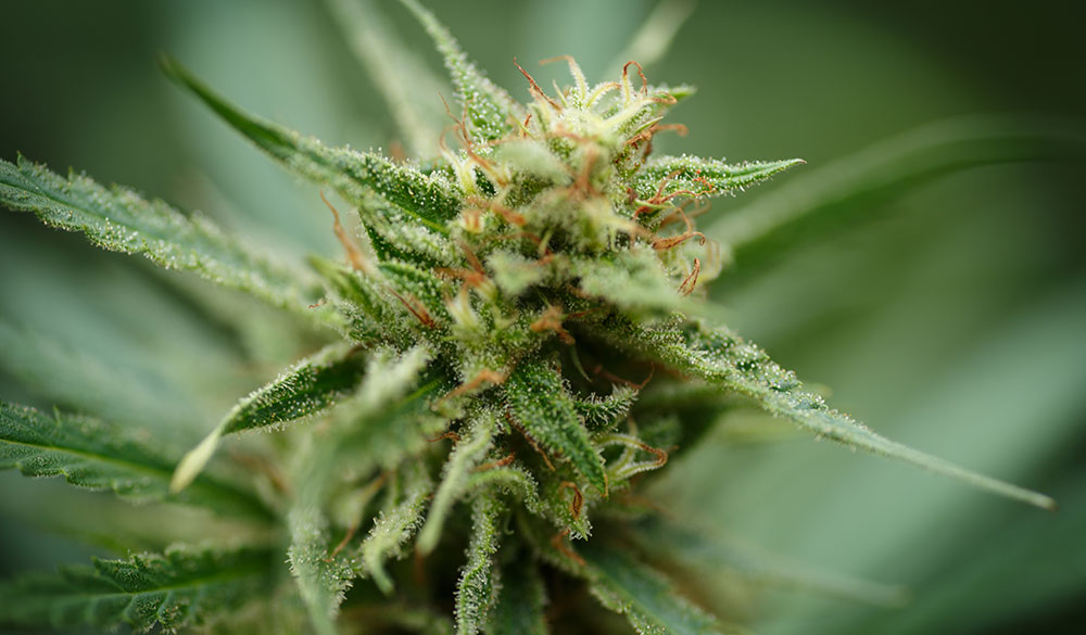 Die 5 stärksten Indica-Cannabissorten 