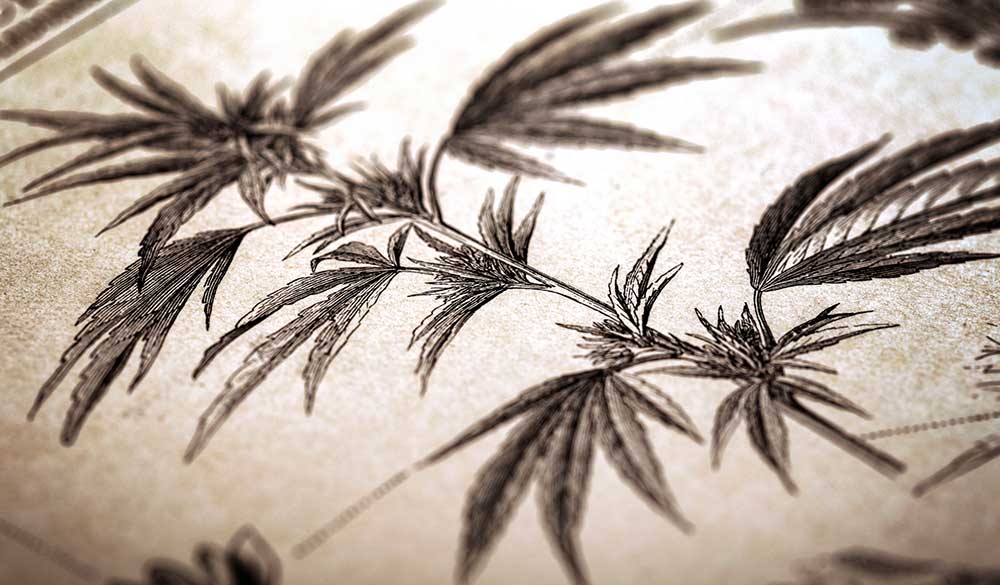 Cannabis Legalisierung: Alles was du wissen musst