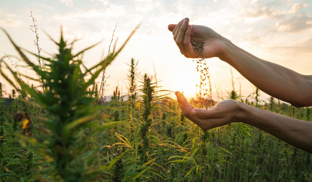Unterschiede leicht erklärt: Cannabis Samen, Pflanzen, Stecklinge