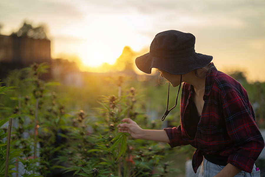 Persönliche Erfahrungen mit Sensi Seeds