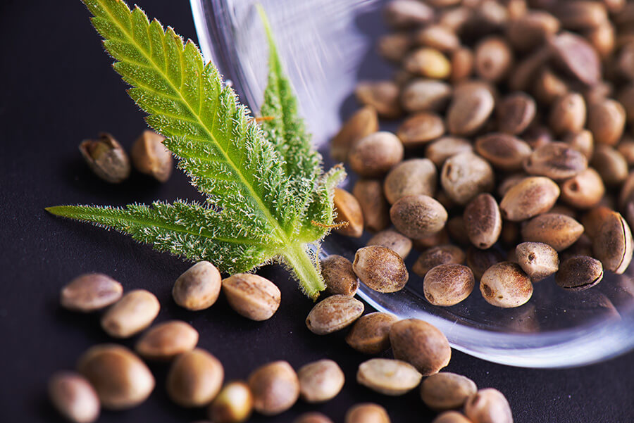 Autoflowering vs. Feminisierte Seeds