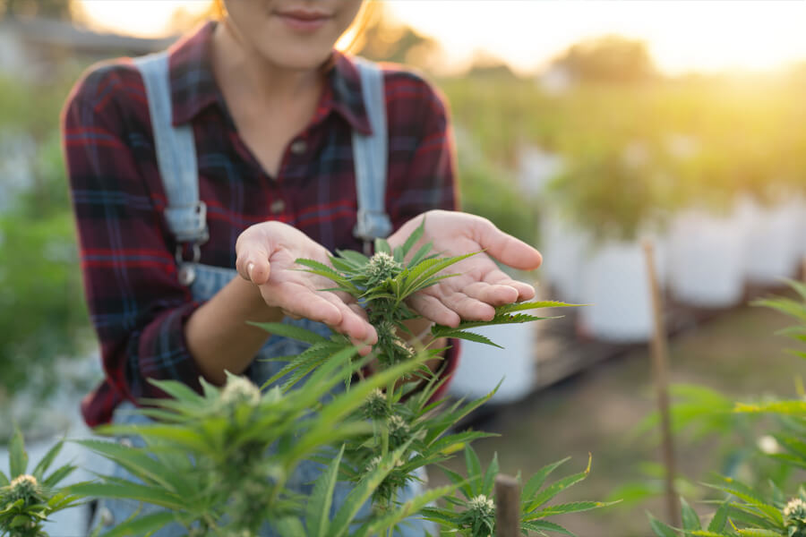 Autoflowering Cannabis Samen beginnen automatisch zu blühen