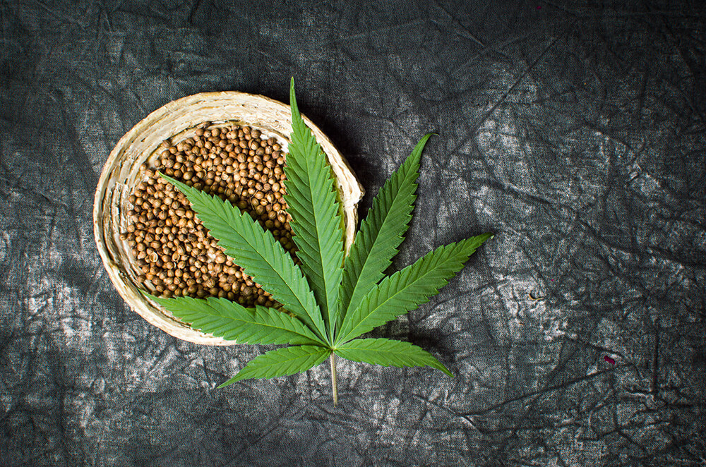 Unterschied zwischen Hanfsamen und Cannabis Samen