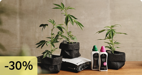 Cannabis Anbau Indoor Rundum Sorglos Paket