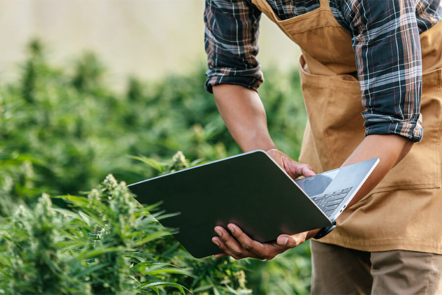Cannabis Anbau Anleitung So einfach geht es in Deutschland!