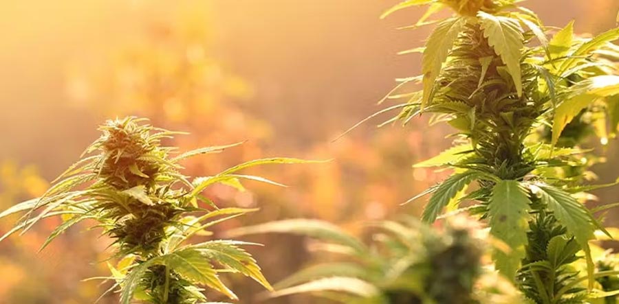 Zur Kategorie für Cannabis Samen in großer Auswahl