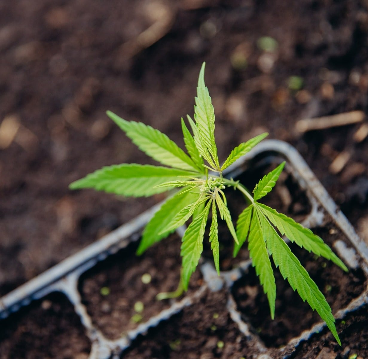 Cannabis ist eine der ältesten Nutzpflanzen der Welt