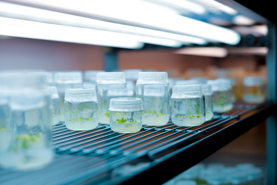 Was sind In Vitro Cannabis Stecklinge?
